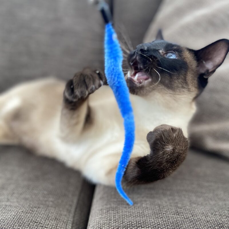 katten speelhengel slang Duvo - Afbeelding 2